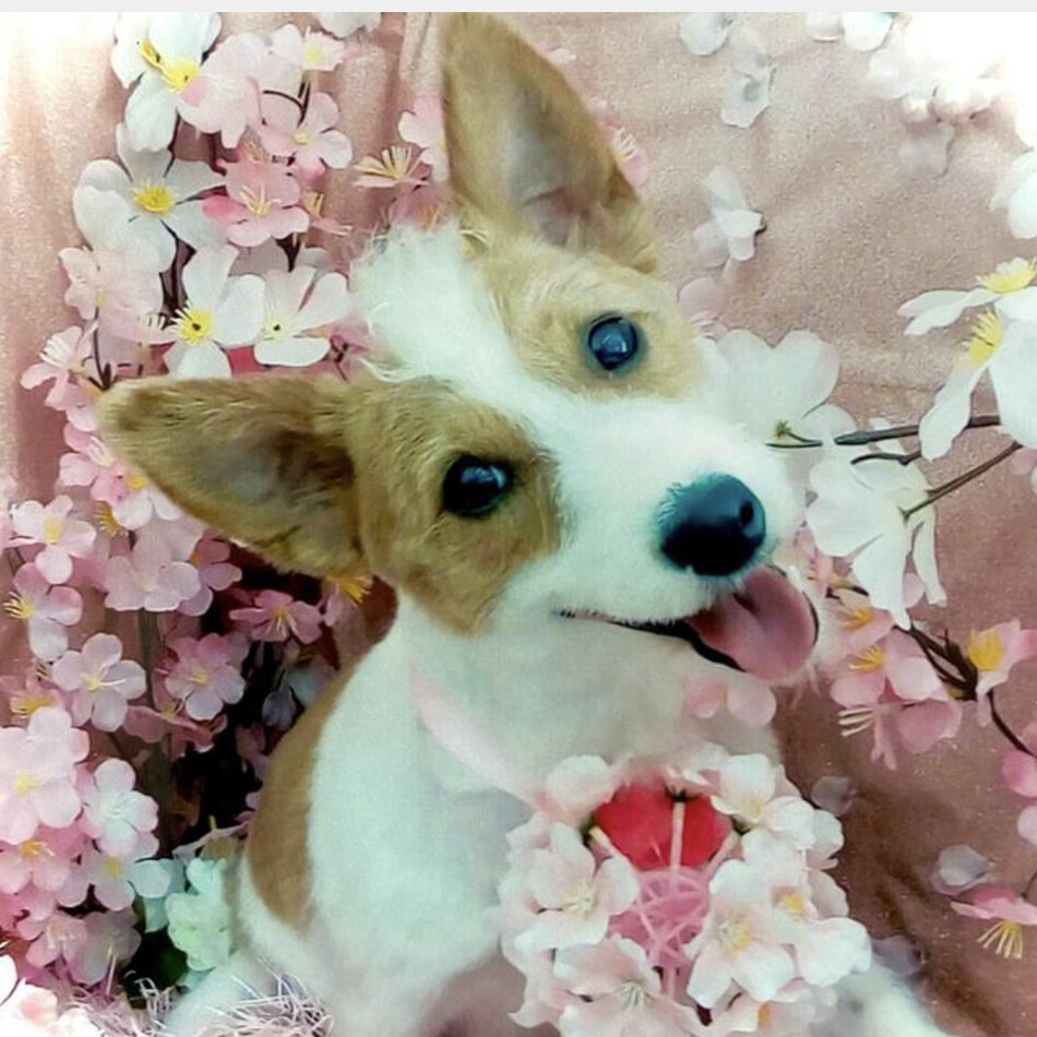 りゅうのカバー写真