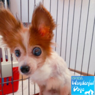 「クラウン」パピヨン♀