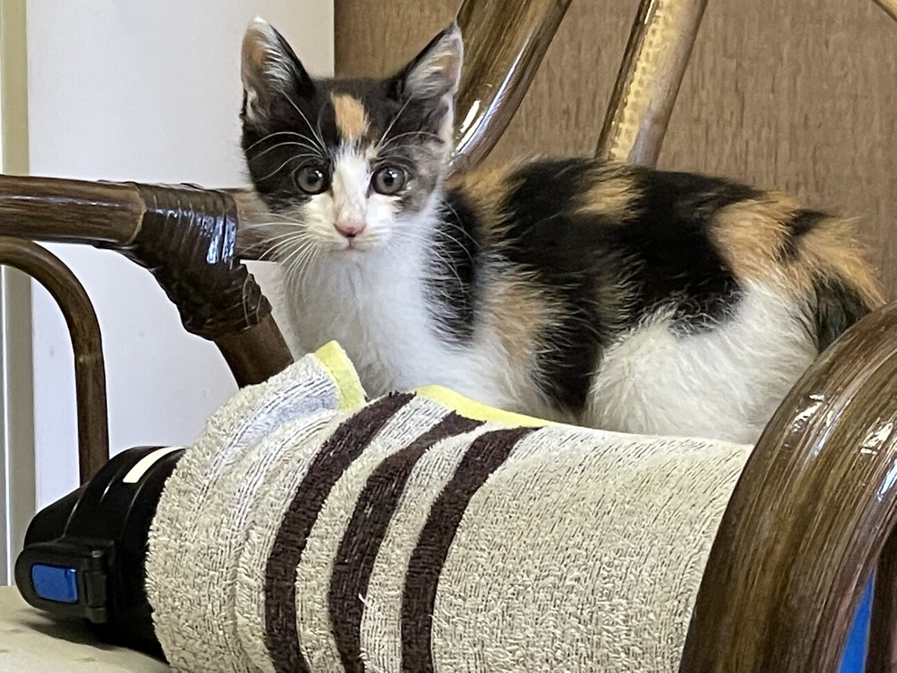 膝に乗ってくるミケ猫 ア 千葉県 猫の里親募集 ペットのおうち 月間利用者150万人