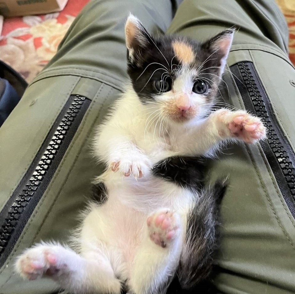 膝に乗ってくるミケ猫 ア 千葉県 猫の里親募集 ペットのおうち 月間利用者150万人