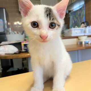 寂しがり屋さんのシロキジの男の子　チロ君