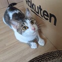 人馴れバツグンの美人さん