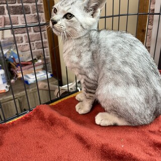 サバトラの精悍な面構え1匹いかがですか❗️ラオウ