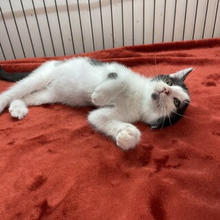 千葉のほのぼの4兄弟とことこ歩いて譲渡会❤️おもち