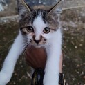7月生まれの子猫
