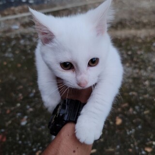 7月生まれの子猫です。