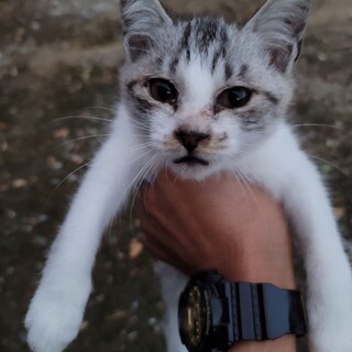 7月生まれの子猫です。