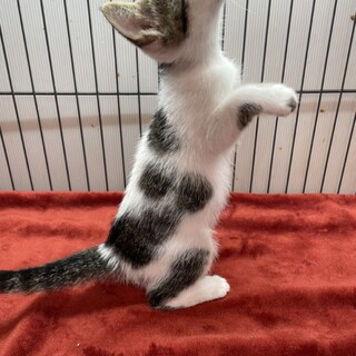 母に送り出されて譲渡会！錦を飾るぞ4兄弟❤️きなこ