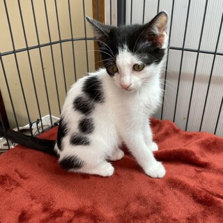 兄弟田舎猫とバレないように澄まして譲渡会❤️おはぎ