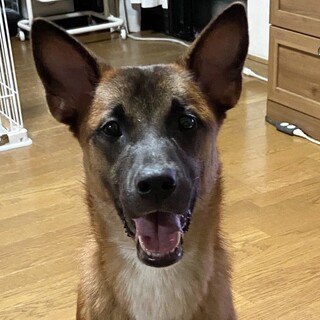 一時募集停止中推定11ヶ月♂雑種犬アトム
