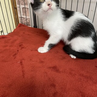 4兄弟！満員御礼祈りながらの譲渡会❤️たがね