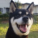 一時募集停止中キアちゃん