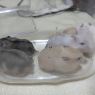 ジャンガリアンの赤ちゃん　(パール✕プディング)