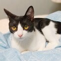 きれいなハチワレ　甘えっ子の女の子・先住猫OK