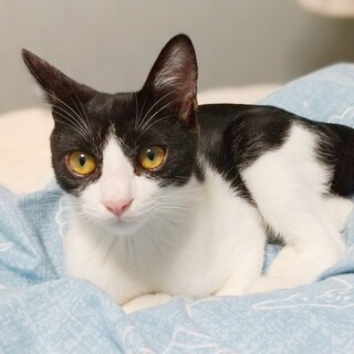 きれいなハチワレ　甘えっ子の女の子・先住猫OK