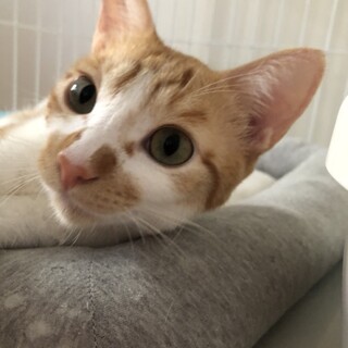 ゴロゴロスリスリ♡ 甘えん坊さんムールくん