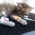 【里親様決定！】ずっとのお家さがしています