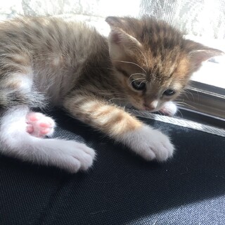 【里親様決定！】ずっとのお家さがしています