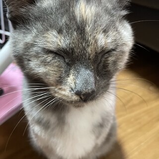長崎県が募集対象の猫の里親募集情報 :: ペットのおうち【月間利用者 