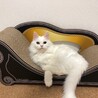 コチカ