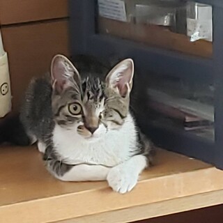 片目だけどキュートな、しおりちゃん