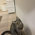 甘えん坊のキジトラ男子　2歳半　