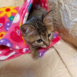 麦わら色の女の子