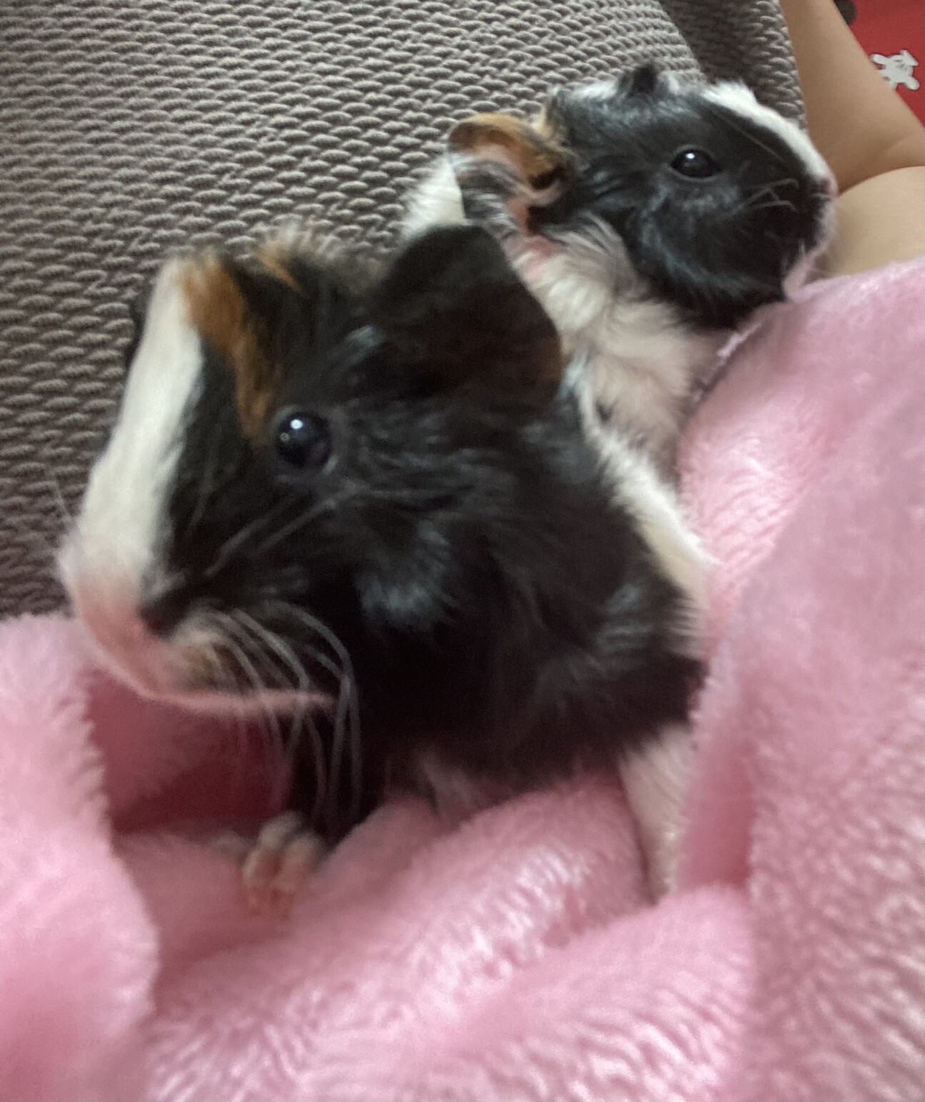 巻毛の赤ちゃんモルモット 東京都 小動物の里親募集 ペットのおうち 月間利用者150万人 巻毛の赤ちゃんモルモット 東京都 小動物の里親募集 ペットのおうち 月間利用者150万人