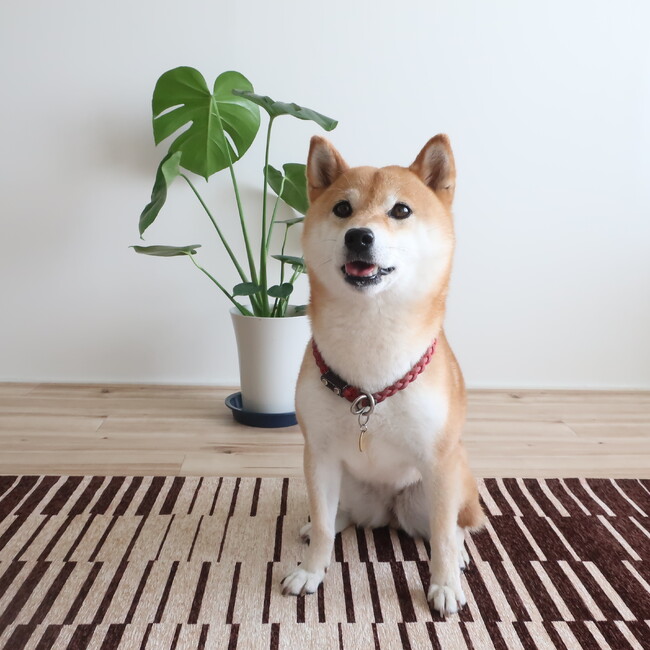 やと母のカバー写真