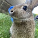 ミニウサギ生後3ヶ月右手が白いのが特徴です！！