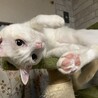 落ちそうで落ちません
