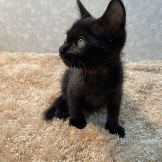 幸福の伝道師❗️黒猫はミステリアス❤️福猫ラッキー