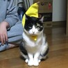 みけねこのみー