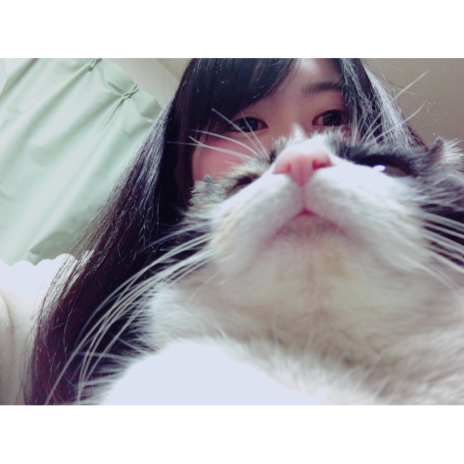 みけねこのみーのカバー写真