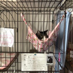 「あられのお話」サムネイル2