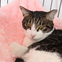 「あられのお話」サムネイル3