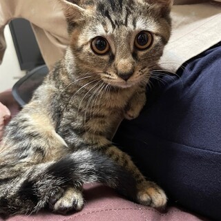 モカちゃん♡素敵な里親様がみつかりました。