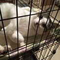 リーダー、全力で甘えます！！