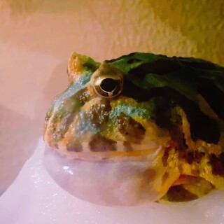 クランウェルツノガエル(ペパーミント)♂