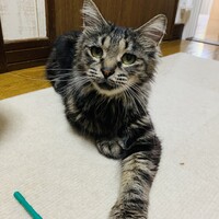 くるみ