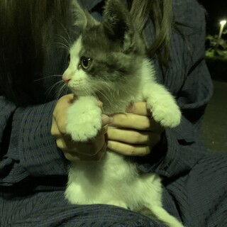灰色の綺麗なハチワレ子猫