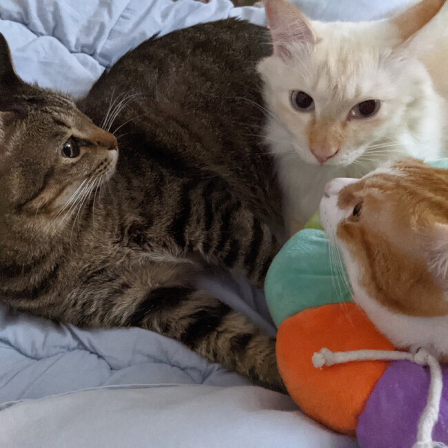 茶々ママのカバー写真