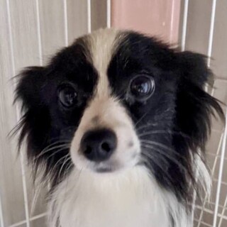 奈井江（ないえ）家庭犬修行中よ❤
