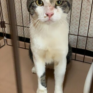 鍵しっぽ人馴れ抜群のキジシロ君