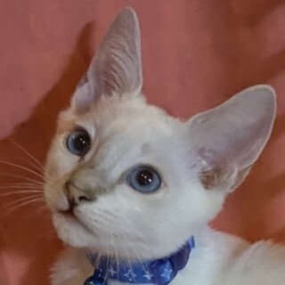 とってもフレンドリーなシャム系☆だいず君❣️