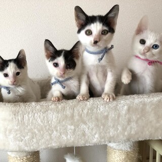 多頭崩壊現場から救出しました