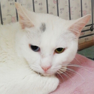 綺麗なオッドアイのシロ猫☆オッド君❣️