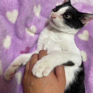抱っこ大好き甘えんぼシナノ♂1.1kg
