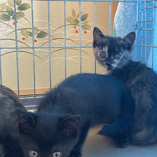 生後2ヶ月の兄弟猫