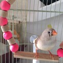 錦華鳥（シナモン系 尾羽茶色）